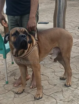 1+ year Male Purebred Bullmastiff