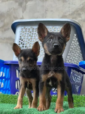 1-3 months Male Purebred German Shepherd