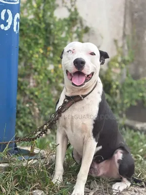 1+ year Male Purebred American Pit Bull Terrier