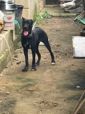 6-12 months Female Purebred Cane Corso