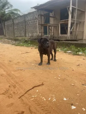 1+ year Female Purebred Bullmastiff