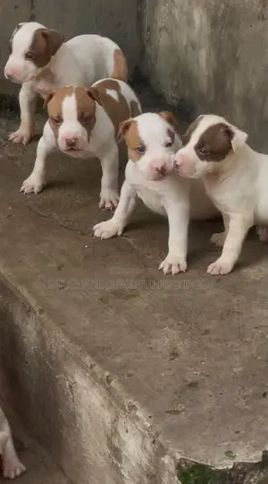 1-3 months Female Purebred American Bully