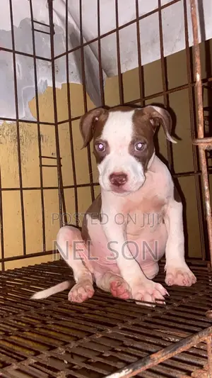 1-3 months Male Purebred American Pit Bull Terrier