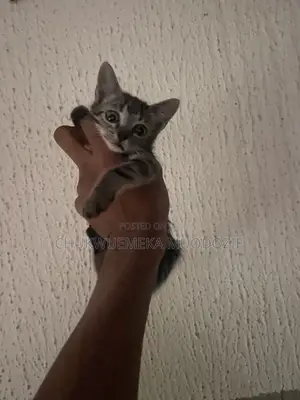 1-3 months Female Mixed Breed American Shorthair