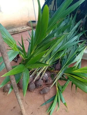 Dwarf Coconut Seedling