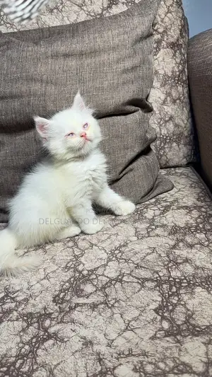 1-3 months Female Purebred Persian