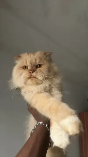 6-12 months Male Purebred Persian