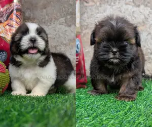 6-12 months Female Purebred Shih Tzu