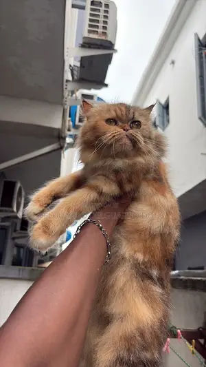 1+ year Male Purebred Persian