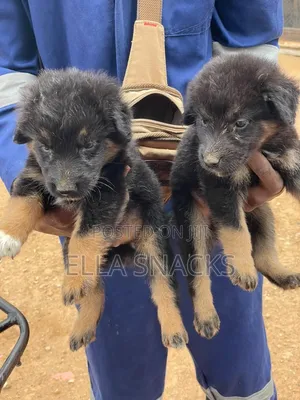 1-3 months Male Purebred German Shepherd
