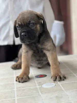 1-3 months Female Purebred Boerboel