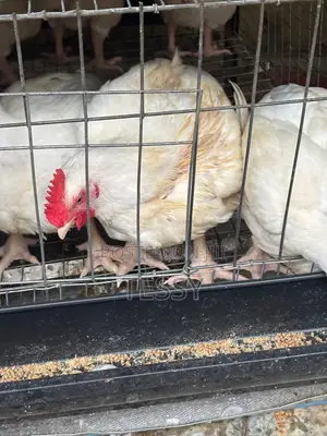 Broiller Chicken