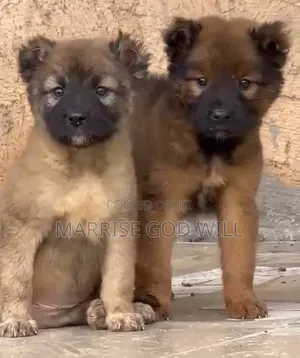 1-3 months Female Purebred Caucasian Shepherd