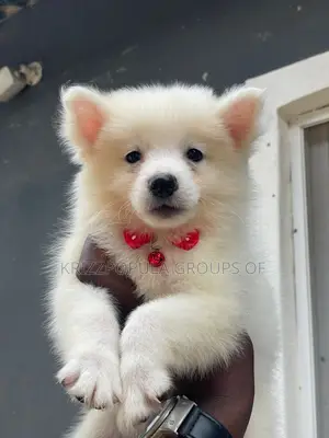 0-1 month Male Purebred American Eskimo