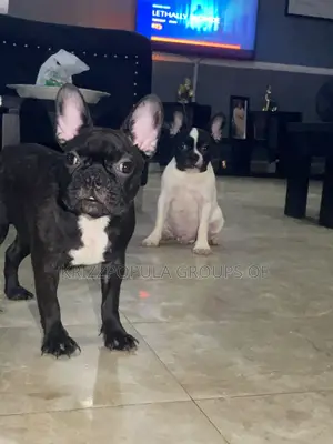1-3 months Male Purebred French Bulldog
