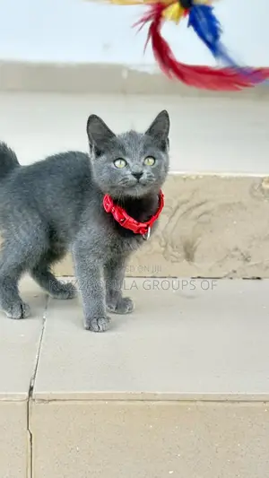 1-3 months Male Purebred British Shorthair