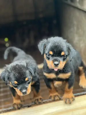 1-3 months Male Purebred Rottweiler