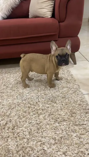 1-3 months Male Purebred French Bulldog