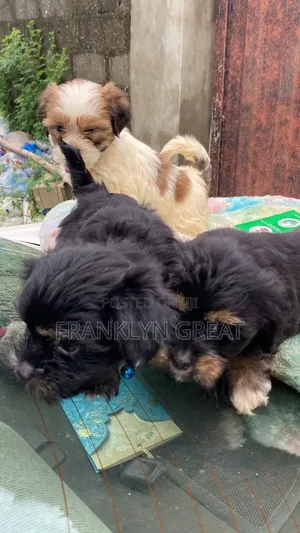 1-3 months Female Purebred Lhasa Apso