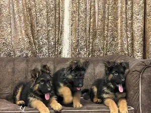 1+ year Male Purebred German Shepherd