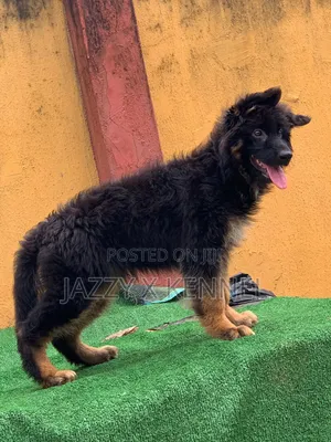 3-6 months Male Purebred German Shepherd