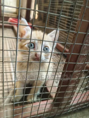 1-3 months Female Purebred Tabby