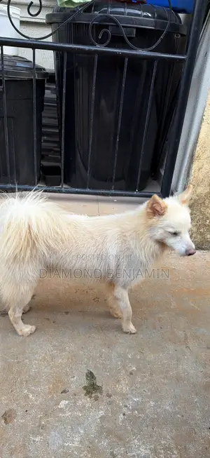 1+ year Male Purebred American Eskimo