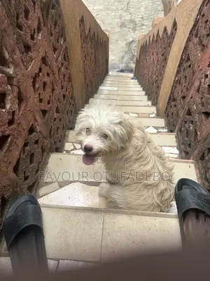 6-12 months Female Mixed Breed Lhasa Apso