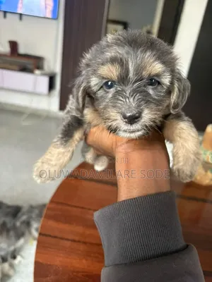 1-3 months Female Mixed Breed Lhasa Apso