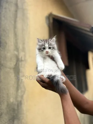 1-3 months Female Purebred Persian