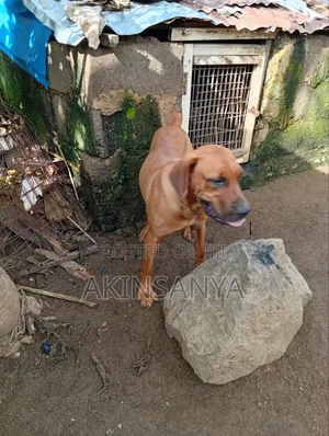 6-12 months Female Purebred Boerboel