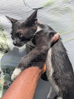 3-6 months Male Purebred American Shorthair