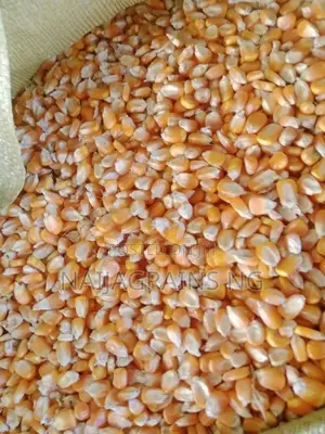 Premium Yellow Maize for Sale | Wholesale Retail Supplier