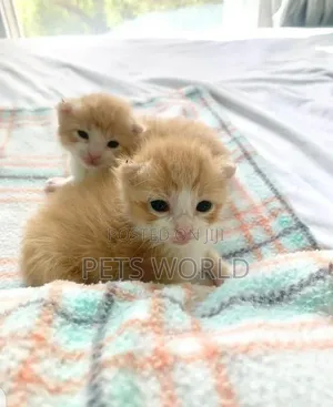 1-3 months Female Purebred American Shorthair