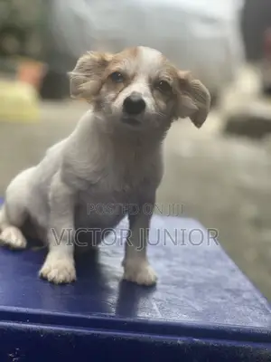 3-6 months Male Mixed Breed Lhasa Apso
