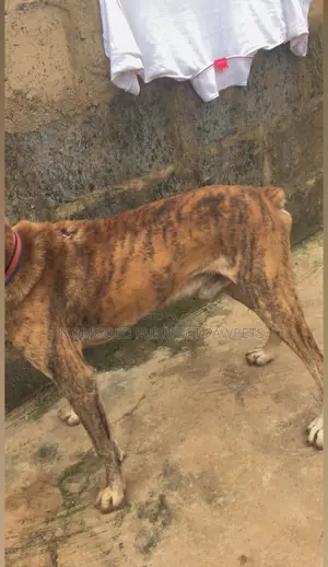 1+ year Male Mixed Breed Boerboel