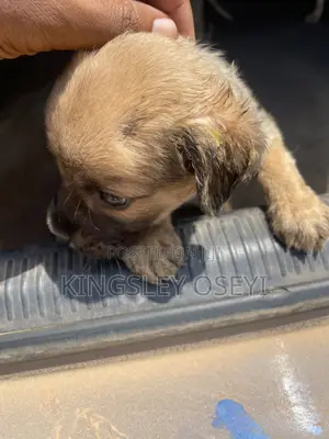 1-3 months Male Mixed Breed Boerboel