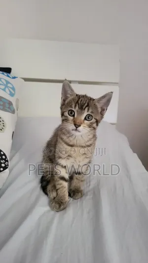 1-3 months Female Purebred American Shorthair