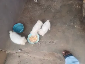 0-1 month Male Purebred American Eskimo