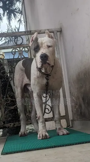 6-12 months Male Purebred American Bully