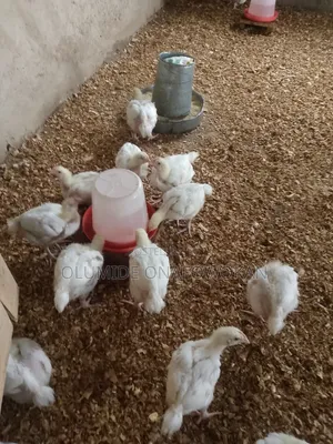 BROILER Chickens and Turkey