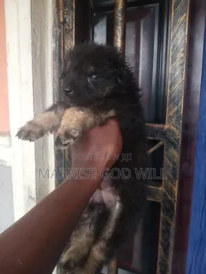 1-3 months Male Purebred German Shepherd