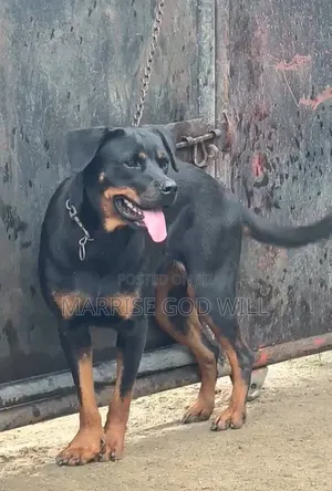 1+ year Female Purebred Rottweiler