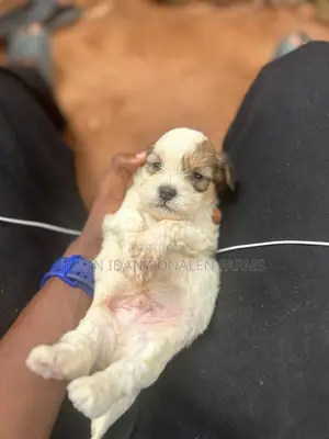 0-1 month Male Purebred Lhasa Apso