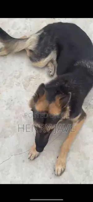 1+ year Female Purebred German Shepherd