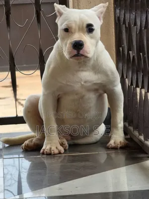 3-6 months Male Purebred American Bully