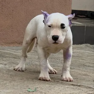 3-6 months Male Purebred American Bully