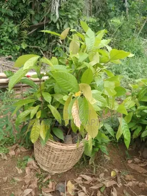 Hybrid Cocoa Seedlings