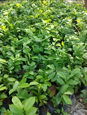 Soursop Seedlings