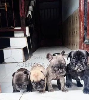 0-1 month Female Purebred French Bulldog